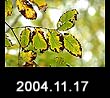 2004.11.17