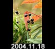 2004.11.18