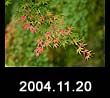 2004.11.20