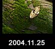 2004.11.25