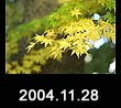 2004.11.28