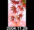 2004.11.29