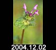 2004.12.02