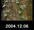 2004.12.06