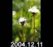 2004.12.11
