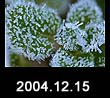 2004.12.15