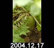 2004.12.17