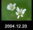 2004.12.20