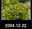 2004.12.22