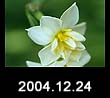 2004.12.24