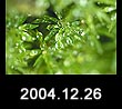 2004.12.26