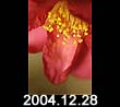 2004.12.28