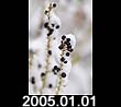2005.01.01