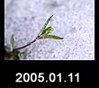 2005.01.11