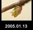 2005.01.13