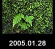 2005.01.28