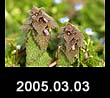 2005.03.03