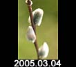 2005.03.04