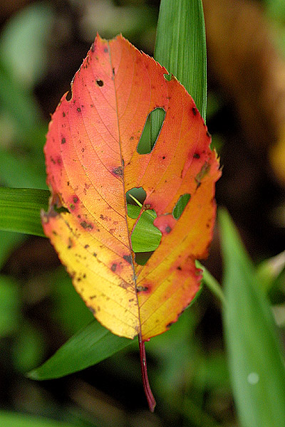 2003.11.18