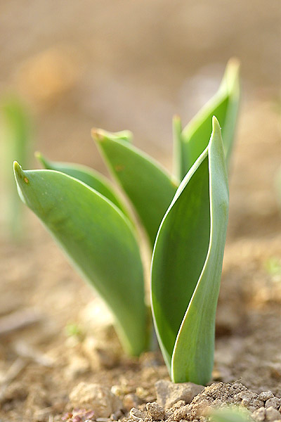 2004.03.27