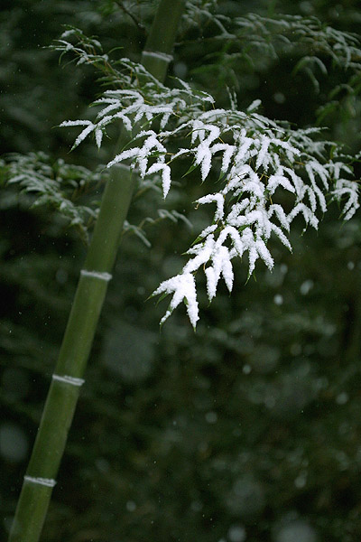 2004.12.31