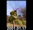 2001.01.17