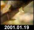 2001.01.19