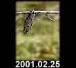 2001.02.25