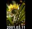 2001.03.11