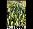 2001.03.18
