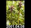 2001.04.08