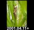 2001.04.11