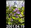 2001.04.19