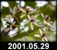 2001.05.29