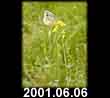 2001.06.06