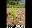2001.06.08