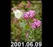 2001.06.09