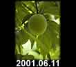 2001.06.11
