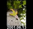 2001.06.13