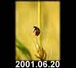 2001.06.20