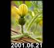 2001.06.21