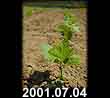 2001.07.04