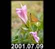 2001.07.09