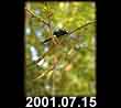 2001.07.15