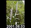 2001.08.03