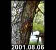 2001.08.06