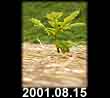 2001.08.15
