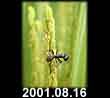2001.08.16