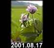 2001.08.17