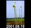 2001.08.19